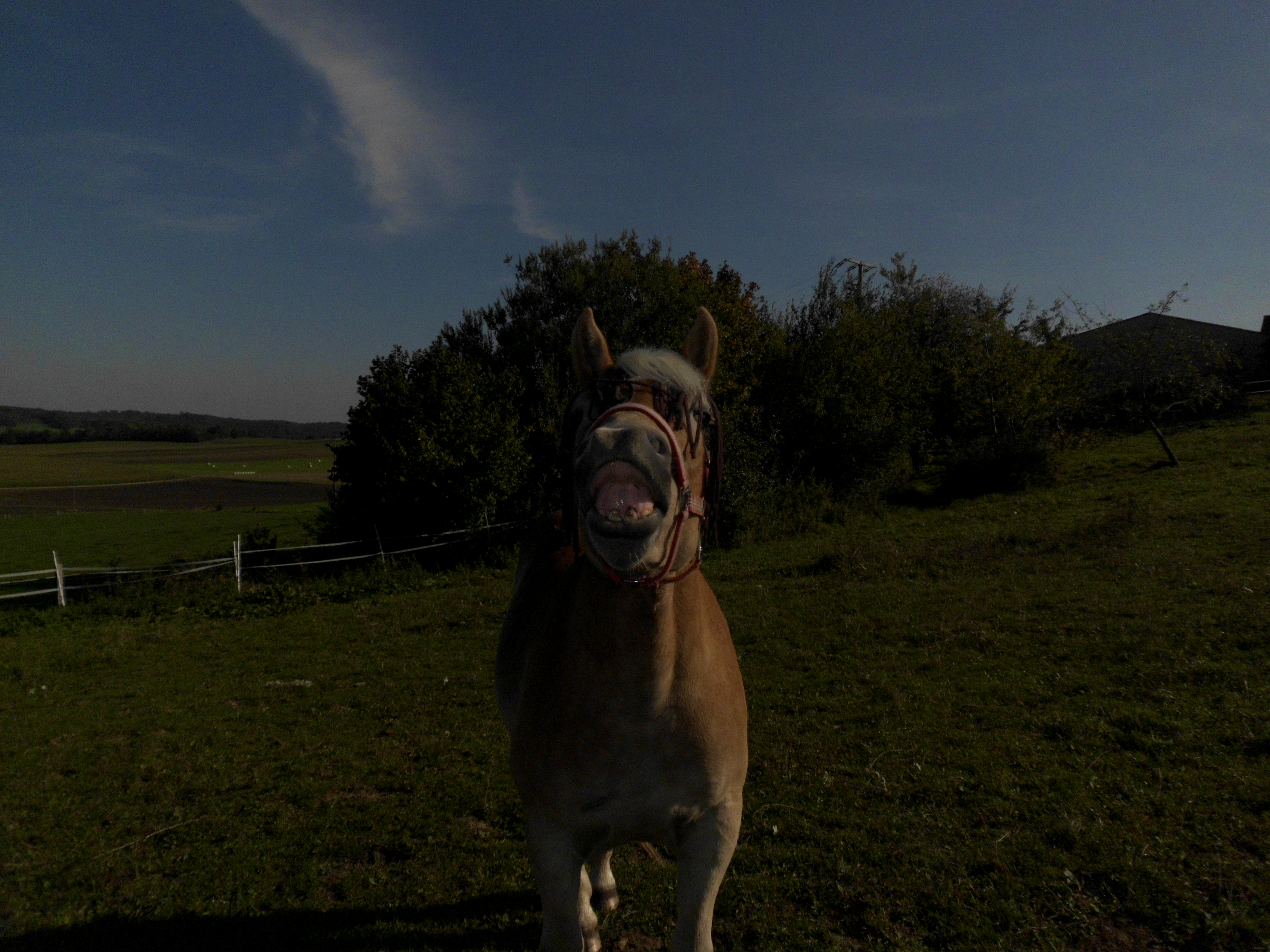 das verrückte pferd ist wieder da